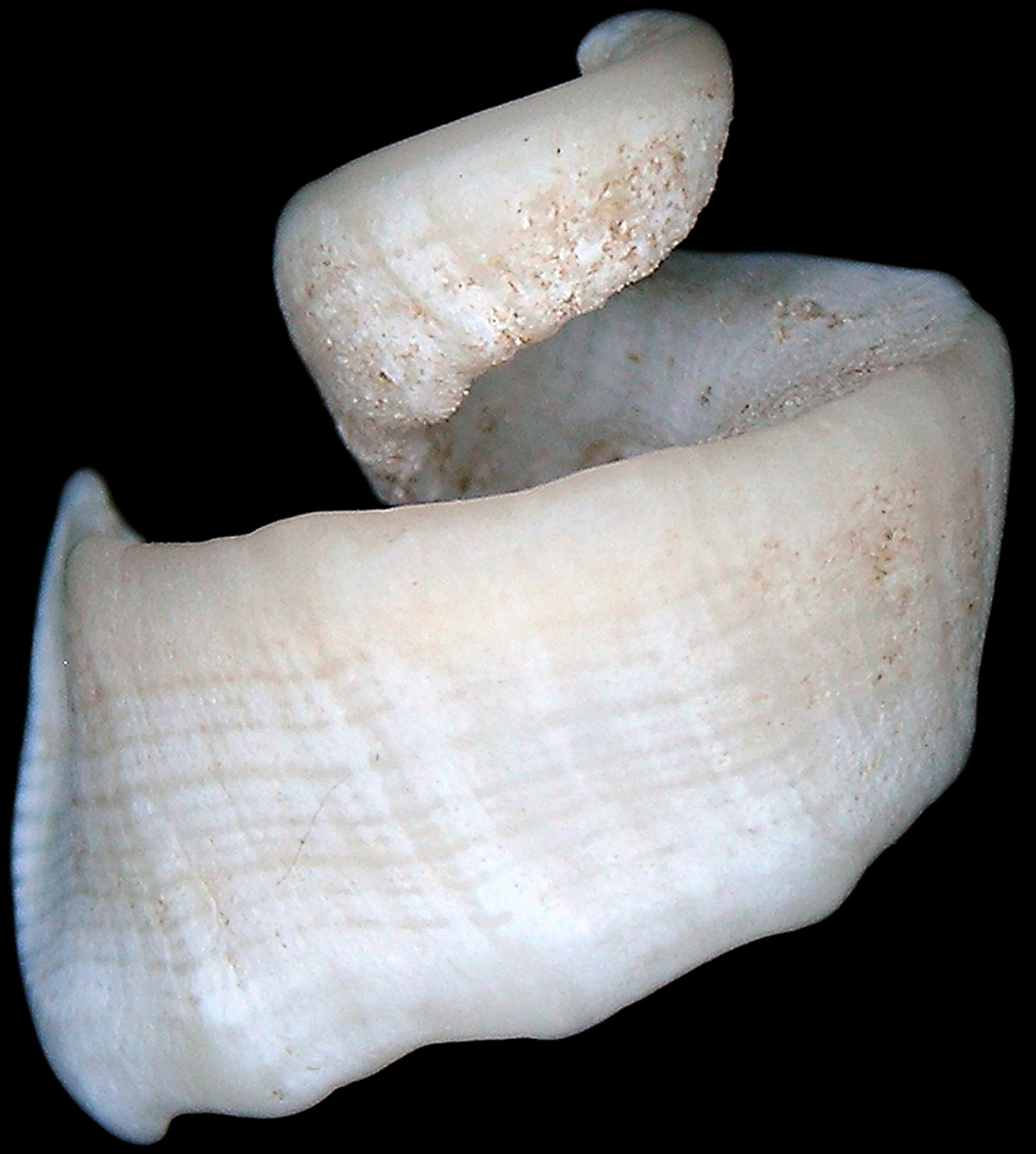 species details Trigonostoma milleri