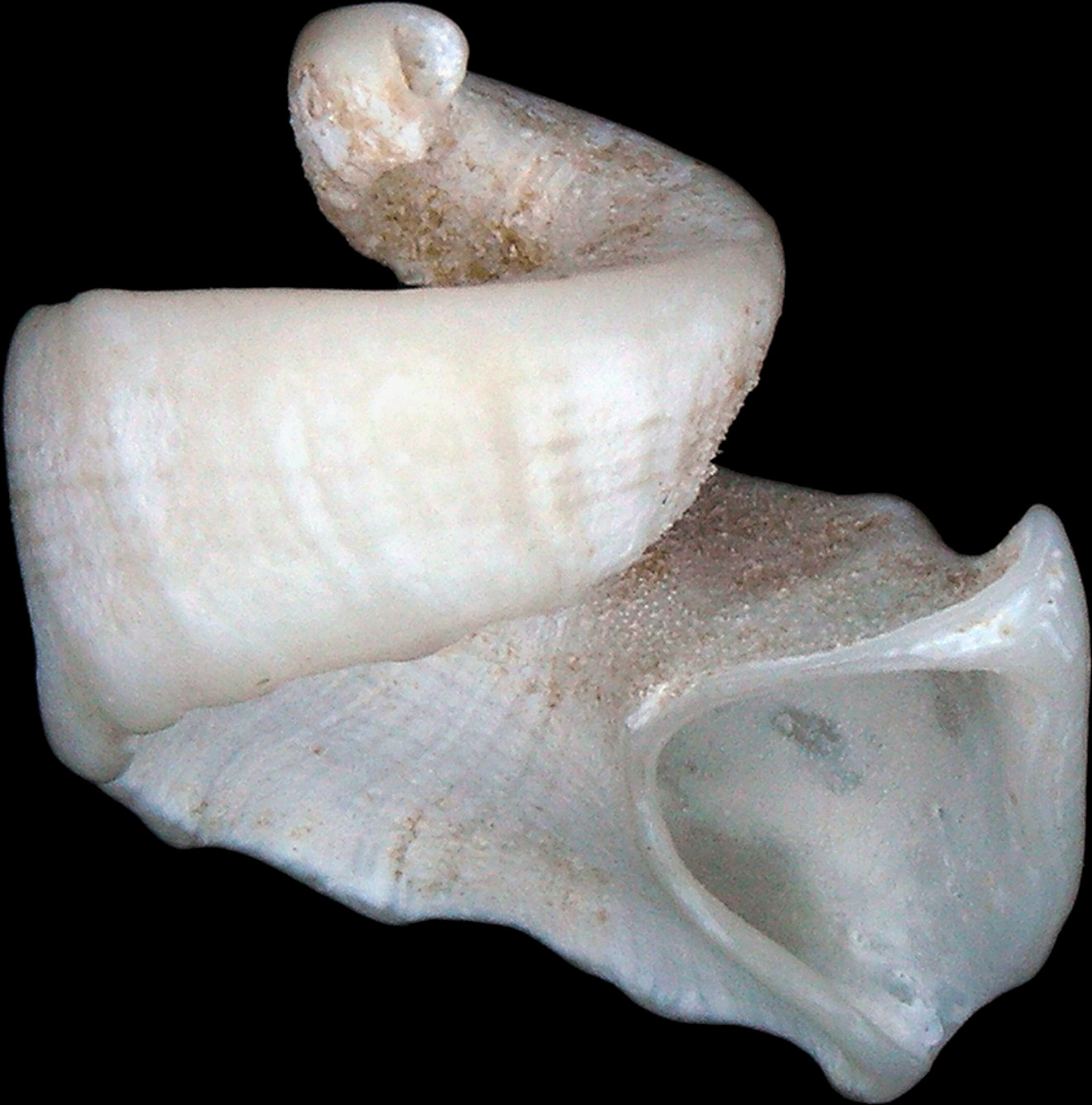 species details Trigonostoma milleri