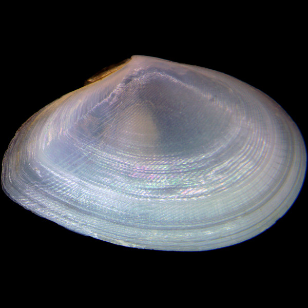 Fabulina fabula