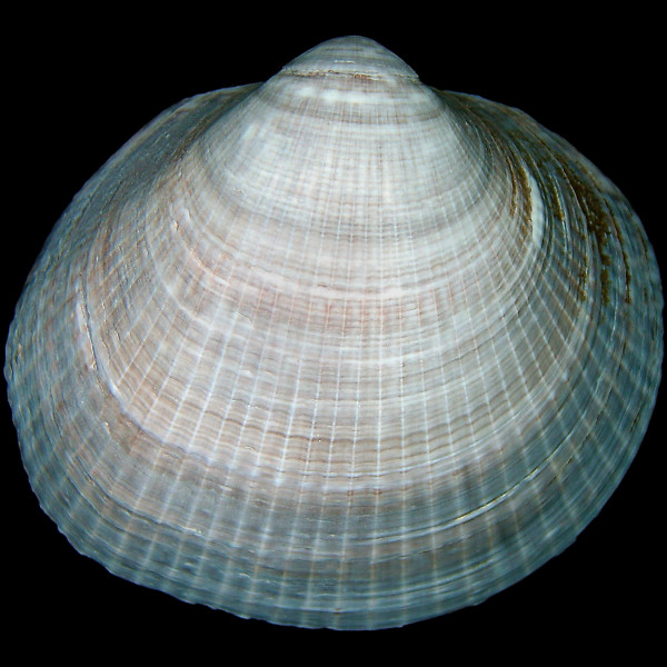 Glycymeris nummaria