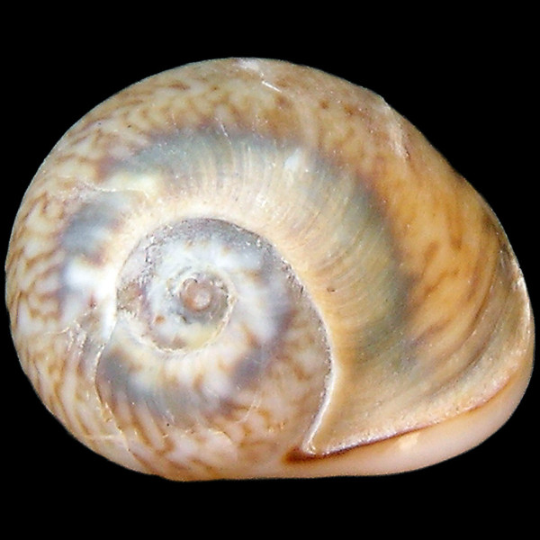 Tritia neritea