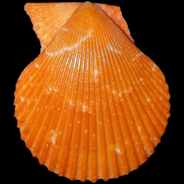 Mimachlamys varia