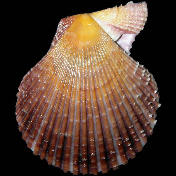 Mimachlamys varia