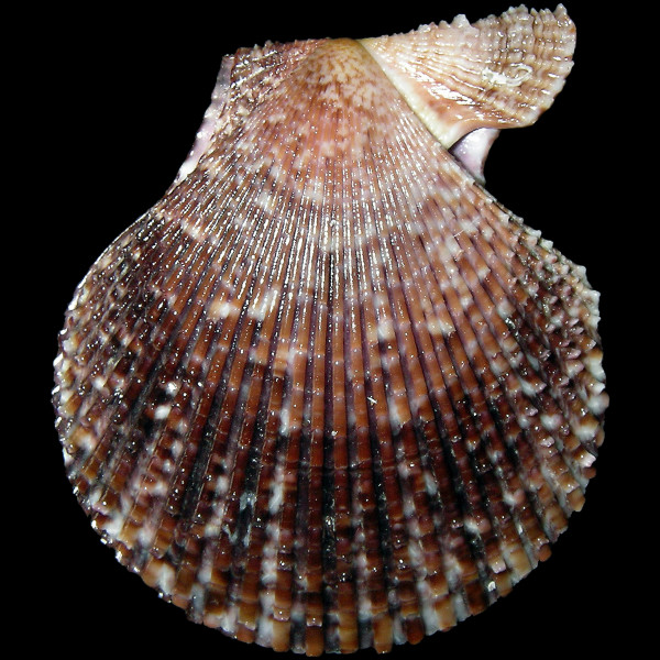 Mimachlamys varia