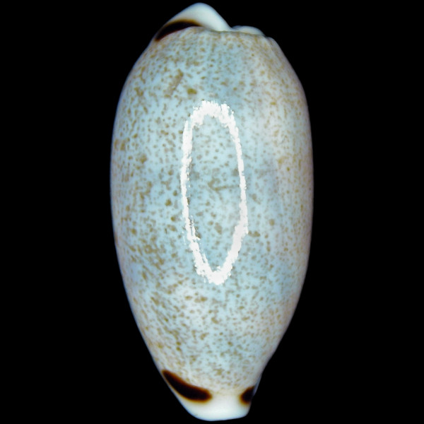 Eclogavena quadrimaculata