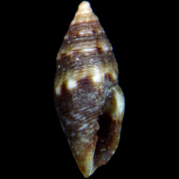 Mitromorpha hierroensis