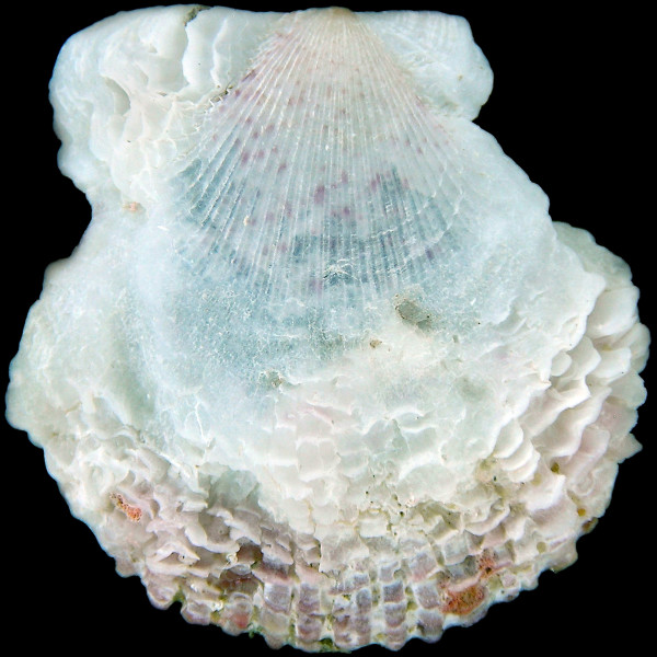 Talochlamys pusio