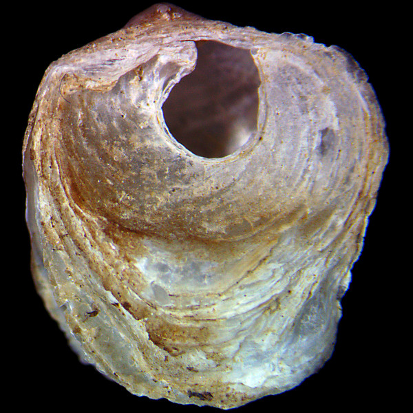 Heteranomia squamula