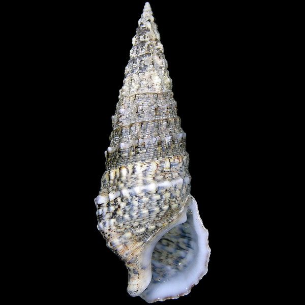 Cerithium vulgatum