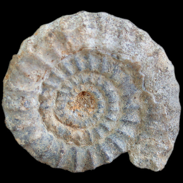 Acanthopleuroceras natrix