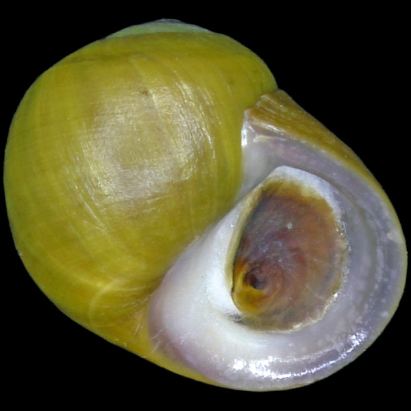 Littorina obtusata