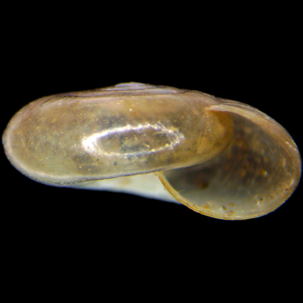 Oxychilus cellarius
