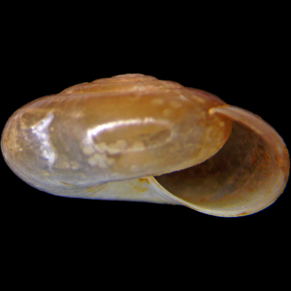 Oxychilus cellarius
