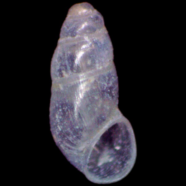 Botryphallus epidauricus
