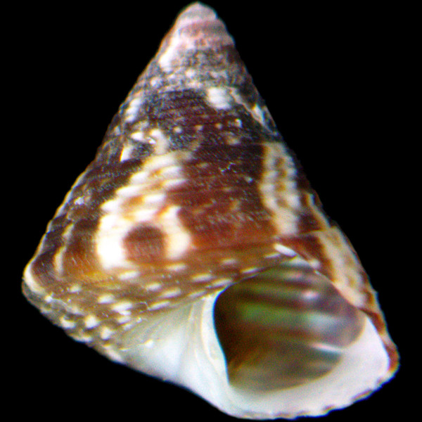 Jujubinus gravinae