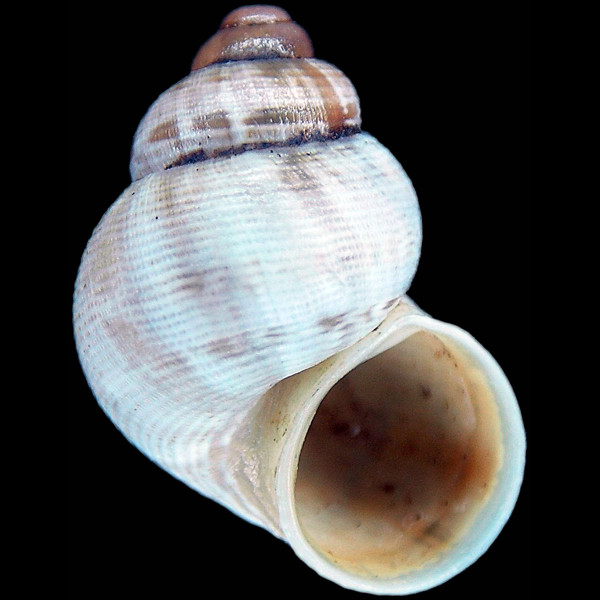 Pomatias elegans