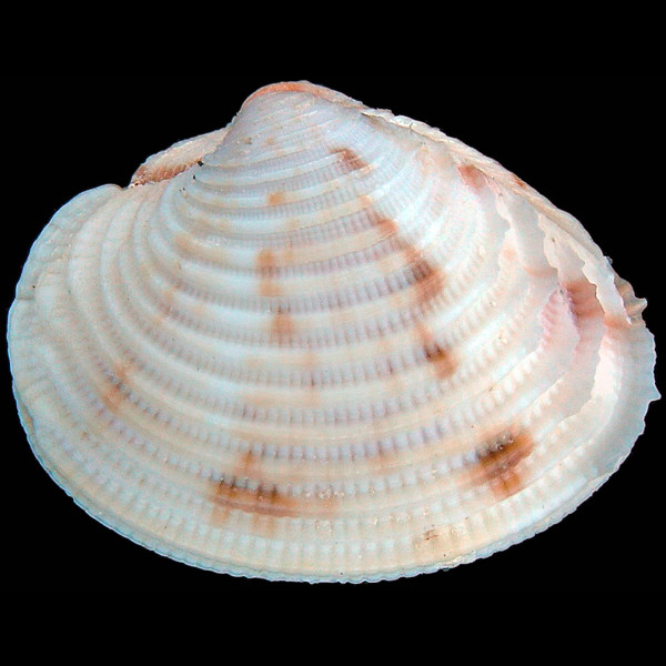 Timoclea subnodulosa