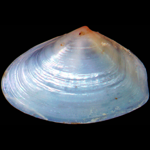 Lentidium mediterraneum