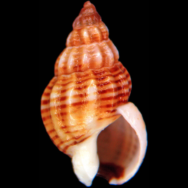 Tritia incrassata