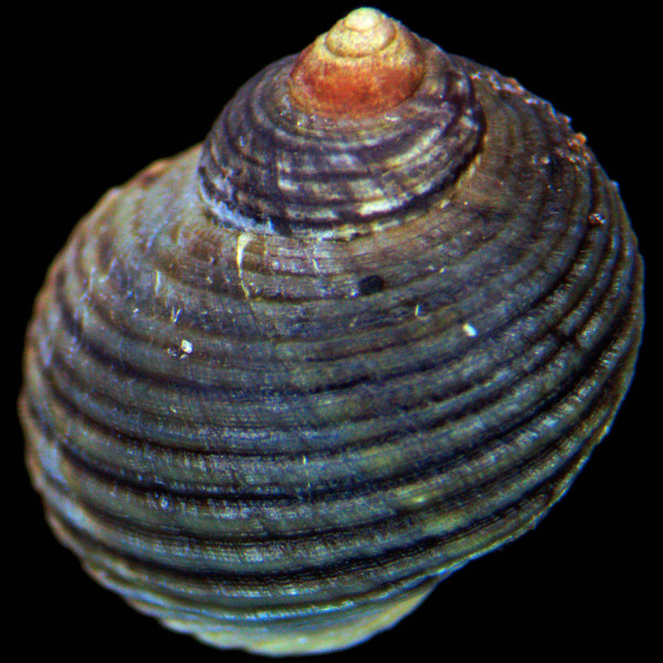 Littorina saxatilis