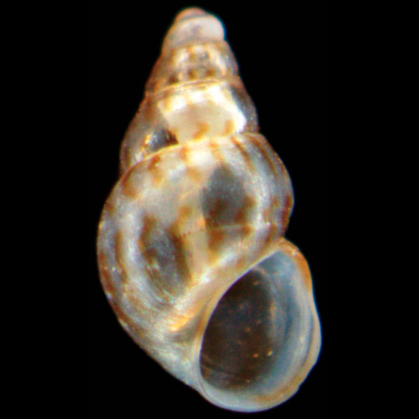 Setia subvaricosa