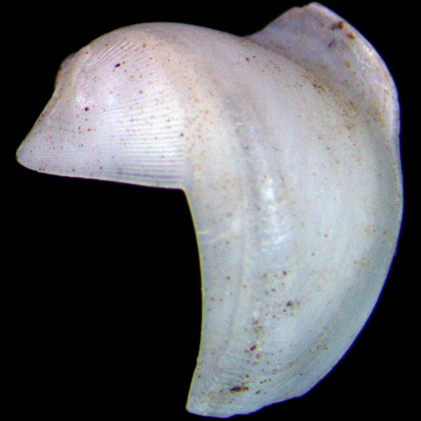 Lyrodus pedicellatus