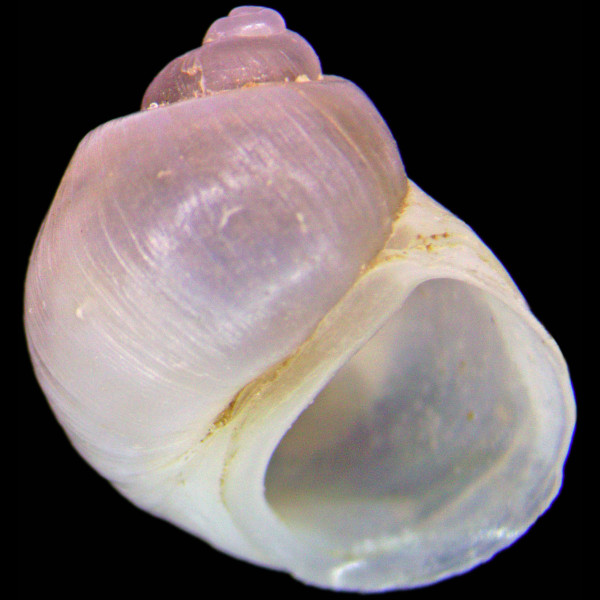 Lithoglyphus naticoides