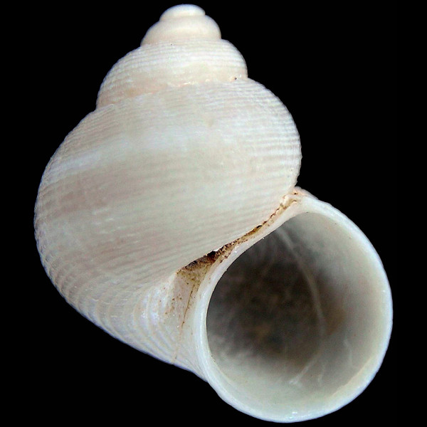 Pomatias lanzarotensis