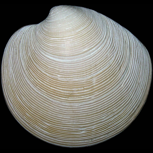 Dosinia subrosea