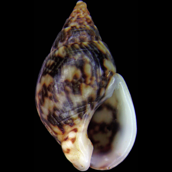 Tritia conspersa
