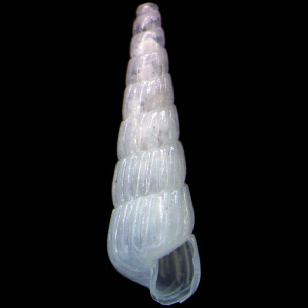 Turbonilla lactea