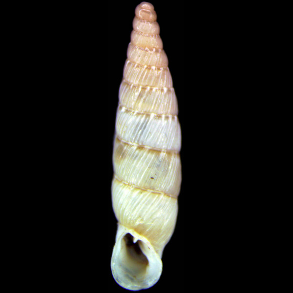 Papillifera papillaris