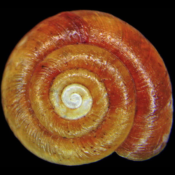 Retinella rochebruni