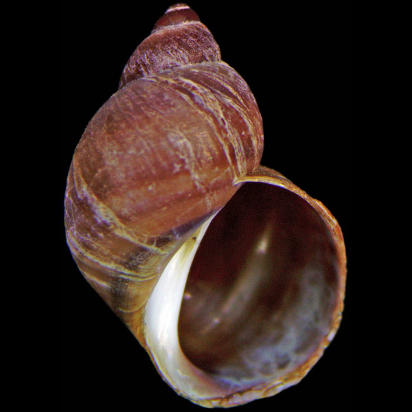 Lacuna vincta