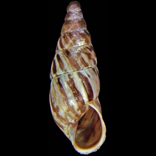 Napaeus avaloensis