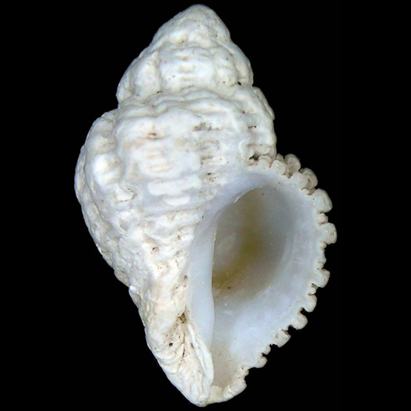 Coralliophila meyendorffii