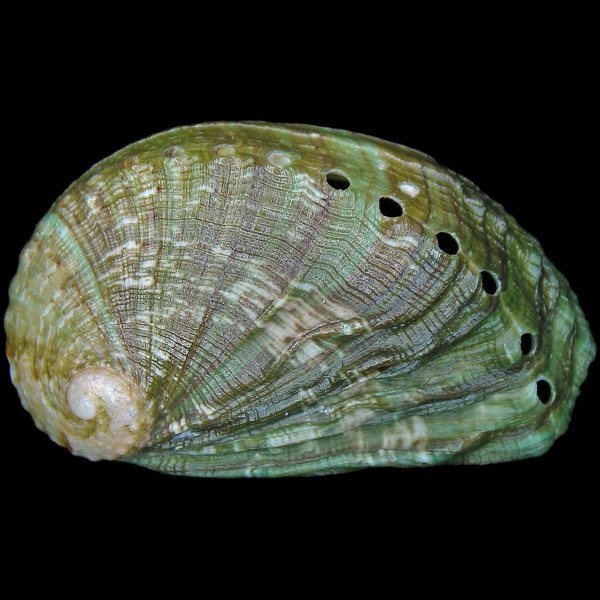 Haliotis tuberculata