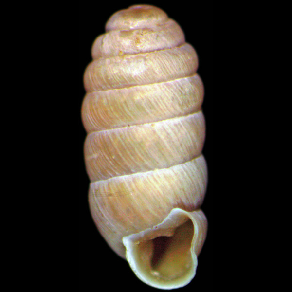 Truncatellina monodon