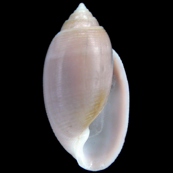 Acteon tornatilis