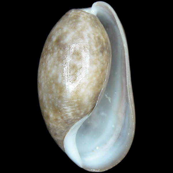 Bulla striata