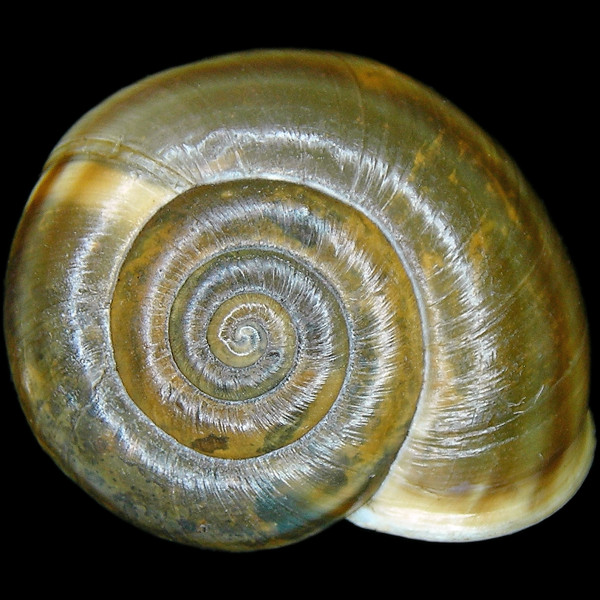 Campylaea planospira