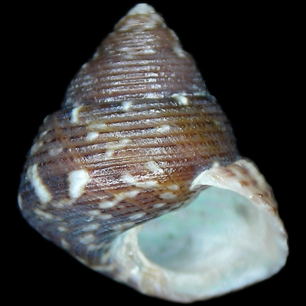 Steromphala adriatica