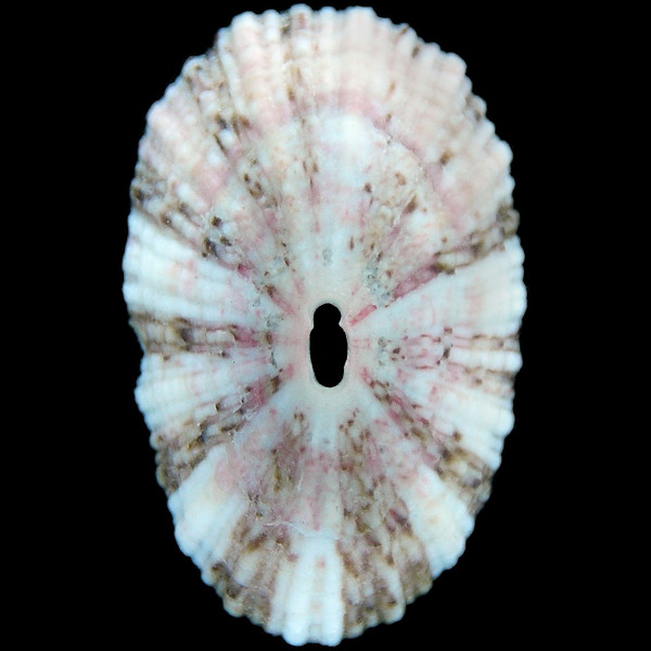 Fissurella nubecula