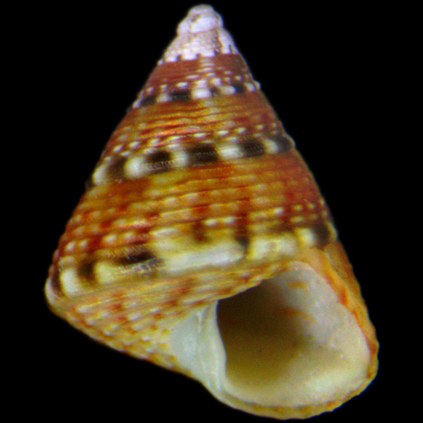 Jujubinus gravinae