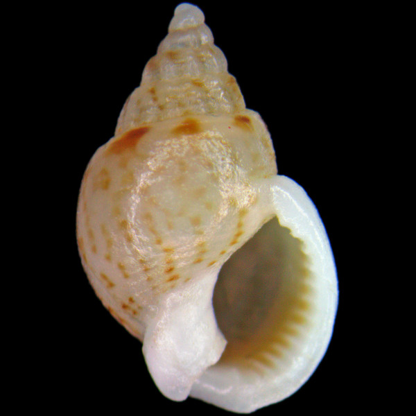 Tritia mutabilis