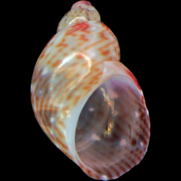 Tricolia speciosa