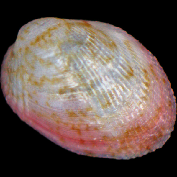Musculus subpictus
