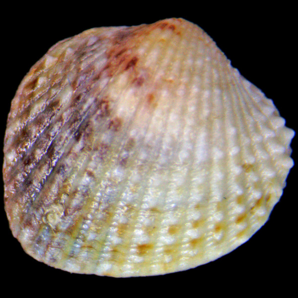Parvicardium exiguum