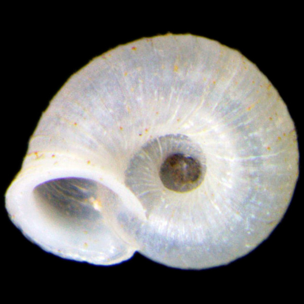 Vallonia pulchella