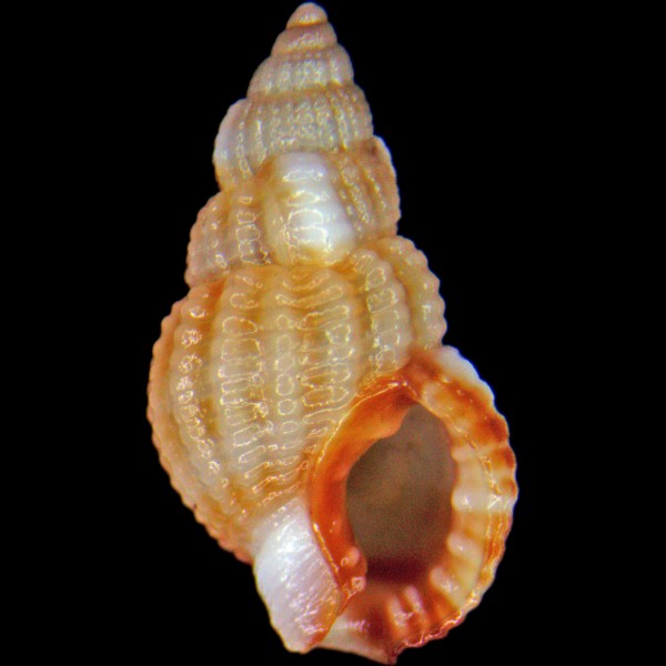 Tritia varicosa